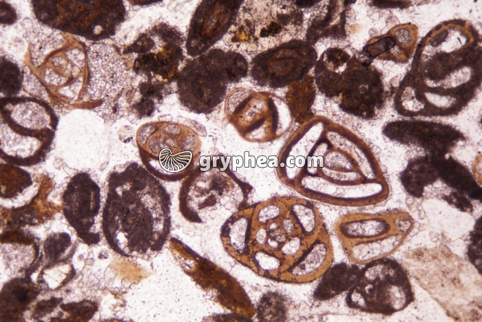 Microfossiles - foraminifères LPNA x25 - gryphea.org